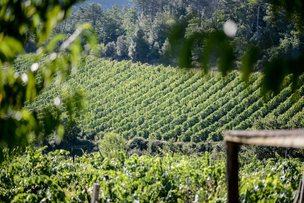 Agriturismo Fattoria Di Gratena อาเรซโซ ภายนอก รูปภาพ